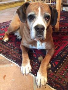 Special guest Granddog Zoe. Photo J Fielding