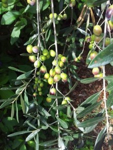 Olives ready for picking 2