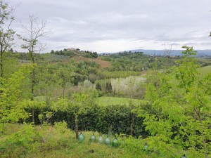 green view grey sky april 2020