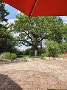 Big oak tree and brolly
