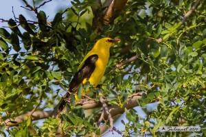 Golden Oriole